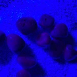 Peru Pink Mangano Calcite